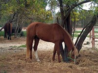 Берберийская порода