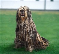 Бергамская овчарка