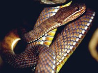 Береговая куфия