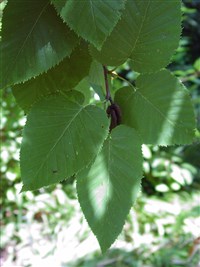 Береза Максимовича – Betula maximowicziana Reg.