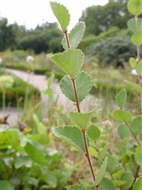 Береза Мичокса – Betula michauxii Spach.