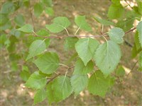 Береза Эрмана, каменная – Betula ermanii Cham. (1)