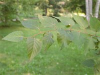 Береза бумажная – Betula papyrifera Marsh. (1)