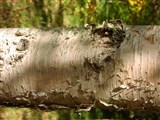 Береза бумажная – Betula papyrifera Marsh. (2)