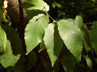 Береза вишнёвая – Betula lenta L.