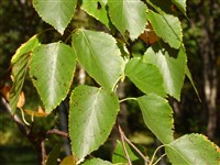 Береза даурская, дальневосточная – Betula davurica Pall.