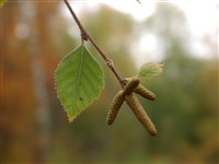 Береза китайская – Betula chinensis Maxim.