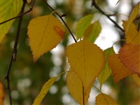 Береза маньчжурская – Betula mandschurica (Reg.) Nak.