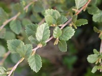 Береза низкая, кустарниковая – Betula humilis Schrenk.