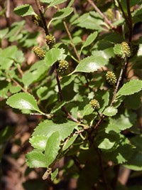Береза овальнолистная – Betula ovalifolia Rupr.