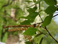 Береза повислая, бородавчатая – Betula pendula Roth. (1)
