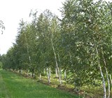 Береза повислая, бородавчатая – Betula pendula Roth. (3)