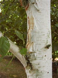 Береза полезная – Betula utilis D.Don. (1)