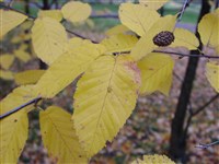 Береза ребристая – Betula costata Trautv. (1)
