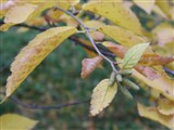 Береза ребристая – Betula costata Trautv. (2)