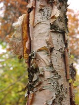 Береза черная, красная – Betula nigra L. (3)