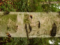 Береза шехуанская – Betula szechuanica (C.Schneid.) Jansson. (1)