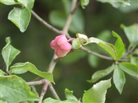 Бересклет Бунге – Euonimus bungeanus Maxim.