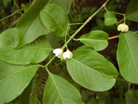 Бересклет Гамильтона – Euonimus hamiltonianus Wallich. (1)