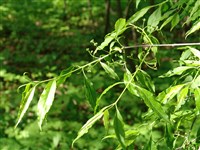 Бересклет Семенова – Euonimus semenovii Reg.et Herd.