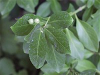 Бересклет Форчуна – Euonimus fortunei (Turcz.) Hand.-Mazz. (1)