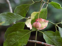 Бересклет американский – Euonimus americanus L. (1)