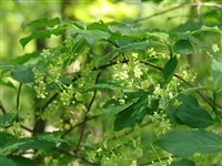 Бересклет большекрылый, уссурийский – Euonimus macropterus Rupr. (1)