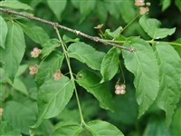 Бересклет бородавчатый – Euonimus verrucosus Scop. (1)