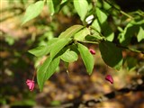 Бересклет бородавчатый – Euonimus verrucosus Scop. (2)
