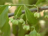 Бересклет европейский, промежуточный – Euonimus europaeus L. (1)