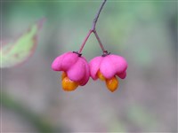 Бересклет крылатый, священный – Euonimus alatus (Thunb.) Sieb. (1)