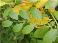 Бересклет обратнояйцевидный – Euonimus obovatus Nutt.