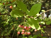 Бересклет сахалинский – Euonimus sachalinensis (F.Schmidt) Maxim.