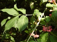 Бересклет темнопурпуровый – Euonimus atropurpureus Jacq.