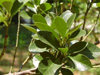 Бересклет японский – Euonimus japonicus Thunb.