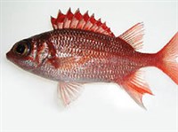 Бериксообразные (Рыба-солдат).