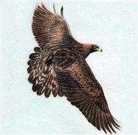 Беркут (рисунок)