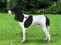 Бернская гончая