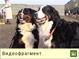 Бернский зенненхунд (видео)