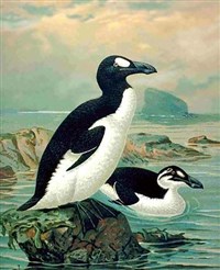 Бескрылая гагарка (Alca impennis)