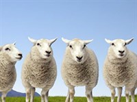 Бессонница (овечки)