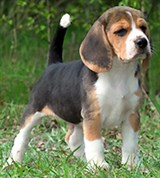 Бигль (в саду)