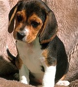 Бигль (щенок)