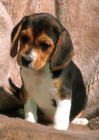 Бигль (щенок)