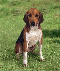 Бигль-харрьер