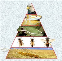 Биологическая Продуктивность