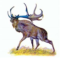 Биологический Регресс (гиперморфоз)