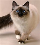 Бирманская кошка (окрас сил-пойнт)