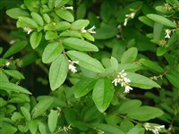 Бирючина Ибота – Ligustrum ibota Sieb. (1)