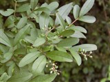 Бирючина Ибота – Ligustrum ibota Sieb. (2)